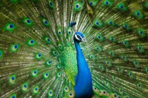 peacock_pixabay-allanlau2000