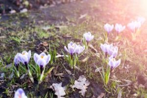 Crocuses_Masich Mariya-Snapwire