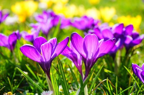 crocus_image from Hans on pixabay