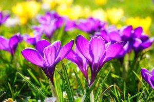 crocus_image from Hans on pixabay