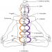 3nadis-Bild von V.S.Basati auf yogacarol.co.uk